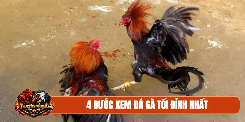 4 bước xem đá gà tối đỉnh nhất