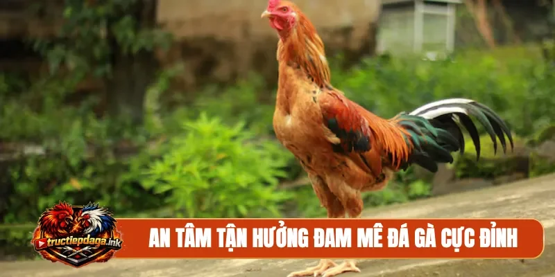 An tâm tận hưởng đam mê đá gà cực đỉnh