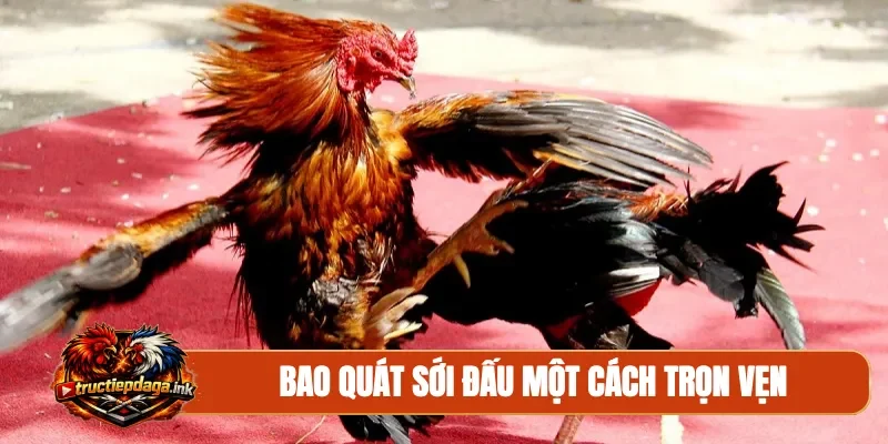 Bao quát sới đấu một cách trọn vẹn