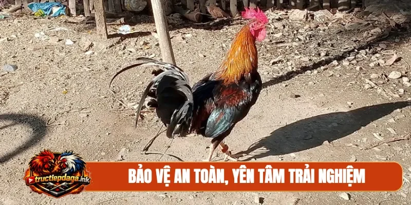 Bảo vệ an toàn, yên tâm trải nghiệm
