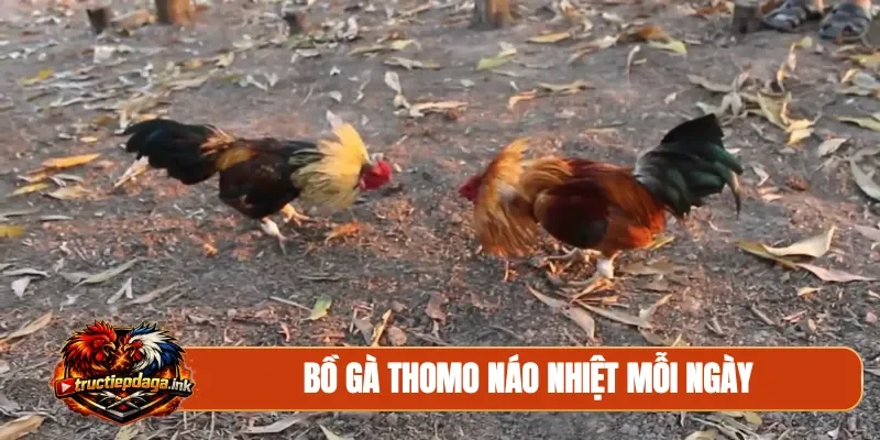 Bồ gà Thomo náo nhiệt mỗi ngày