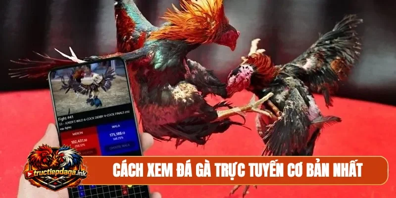 Cách xem đá gà