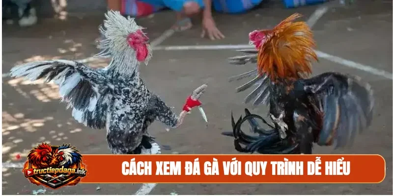 Cách xem đá gà với quy trình dễ hiểu