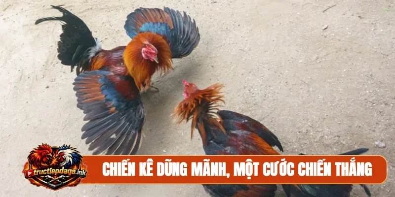 Chiến kê dũng mãnh, một cước chiến thắng