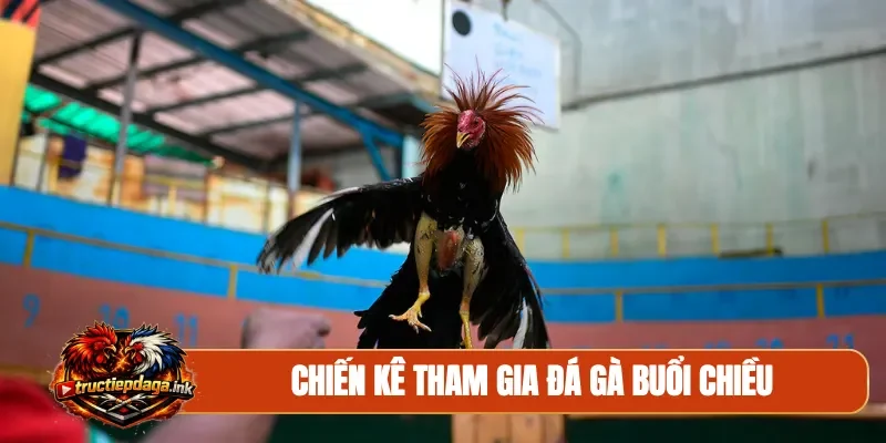 Chiến kê tham gia đá gà buổi chiều