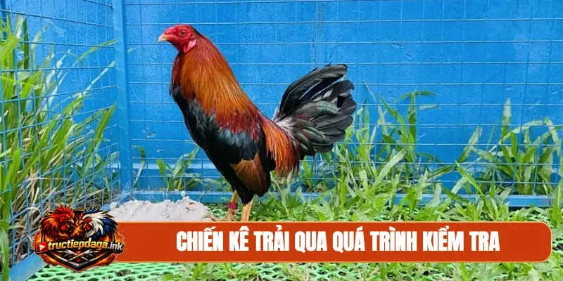 Chiến kê trải qua quá trình kiểm tra