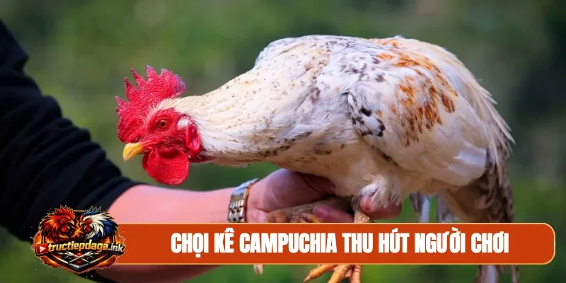 Chọi kê Campuchia thu hút người chơi