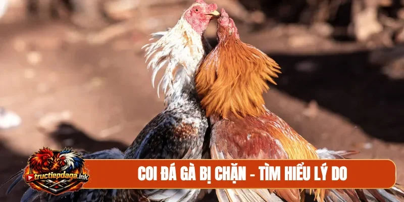 Coi đá gà bị chặn