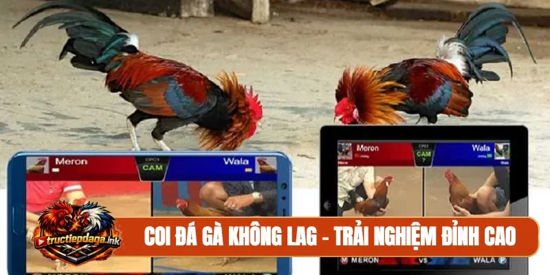 Coi đá gà không lag
