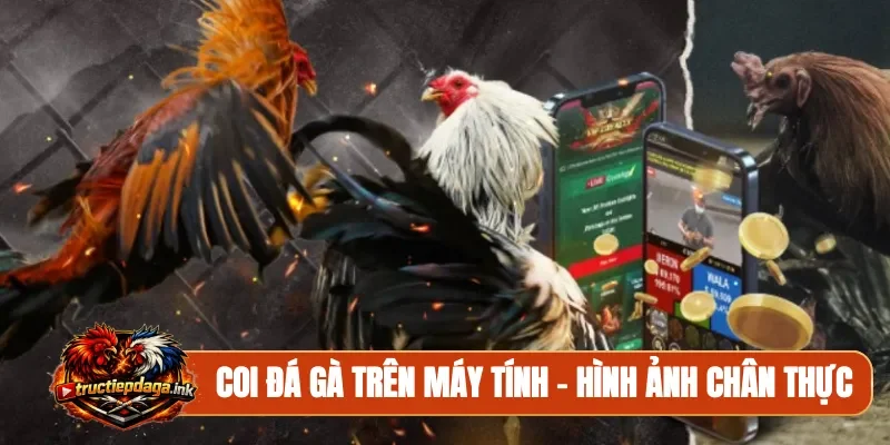 Coi đá gà trên máy tính