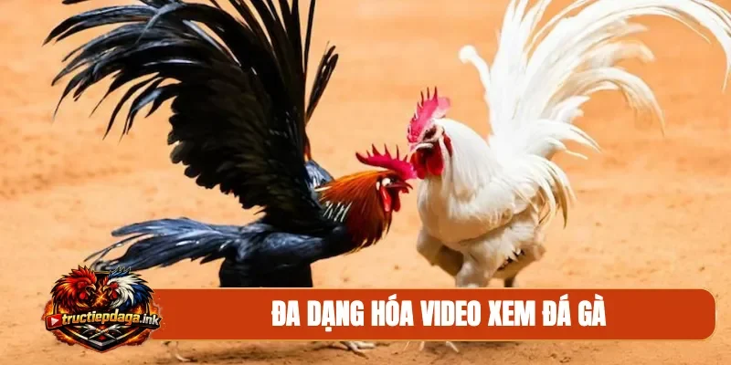 Đa dạng hóa video xem đá gà