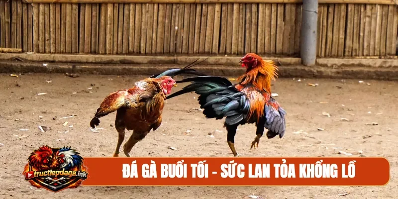 Đá gà buổi tối