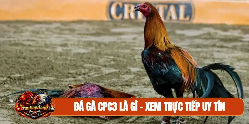 Đá gà CPC3 là gì