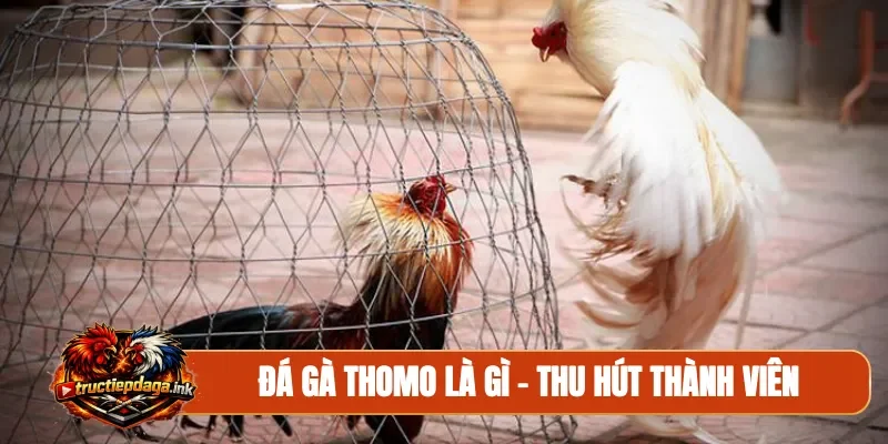 Đá gà Thomo là gì