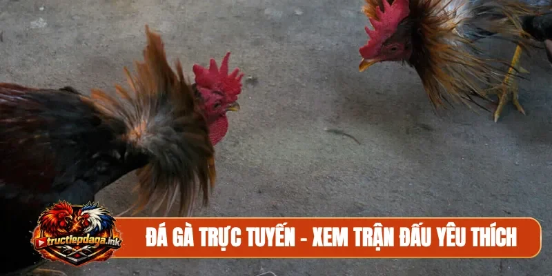 Đá gà trực tuyến