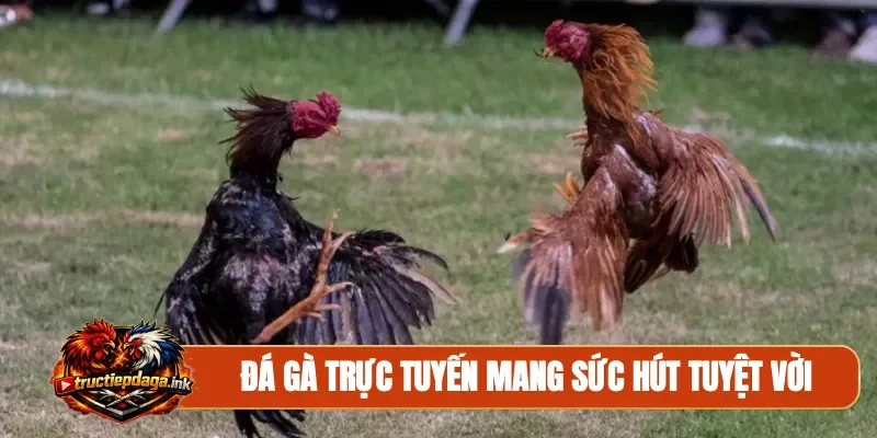 Đá gà trực tuyến mang sức hút tuyệt vời