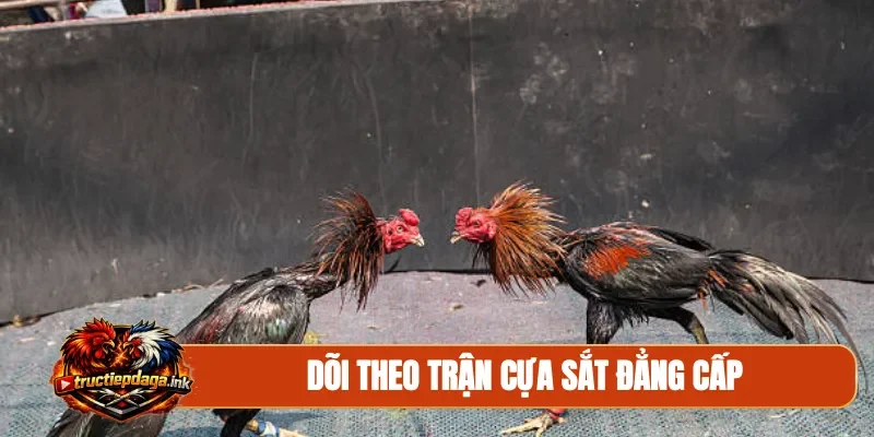 Dõi theo trận cựa sắt đẳng cấp