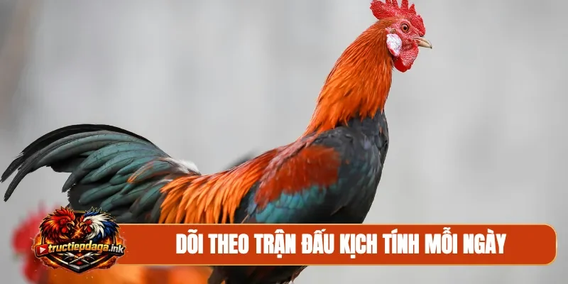 Dõi theo trận đấu kịch tính mỗi ngày