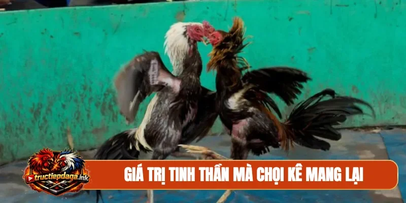 Giá trị tinh thần mà chọi kê mang lại