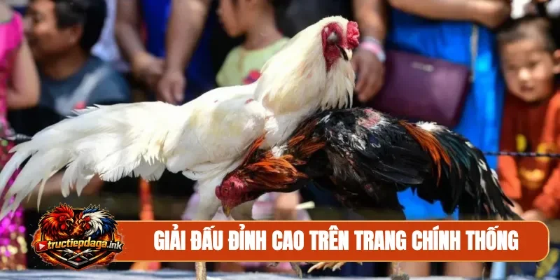 Giải đấu đỉnh cao trên trang chính thống