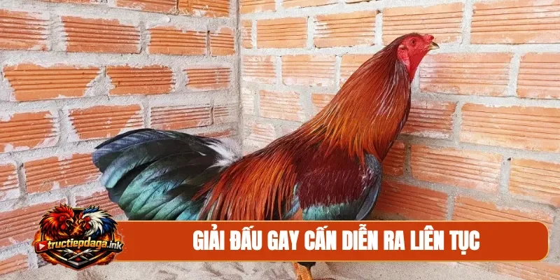 Giải đấu gay cấn diễn ra liên tục