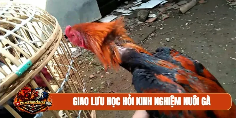 Giao lưu học hỏi kinh nghiệm nuôi gà