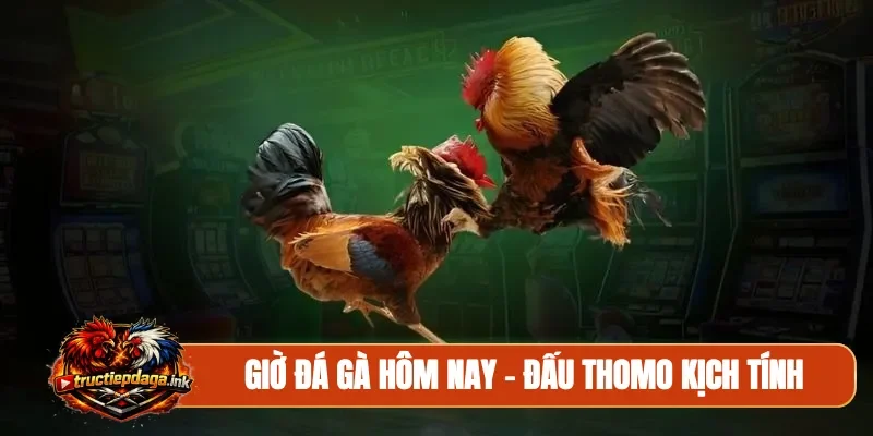 Giờ đá gà hôm nay
