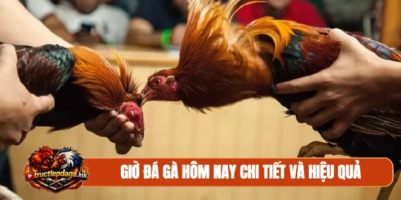 Giờ đá gà hôm nay chi tiết và hiệu quả