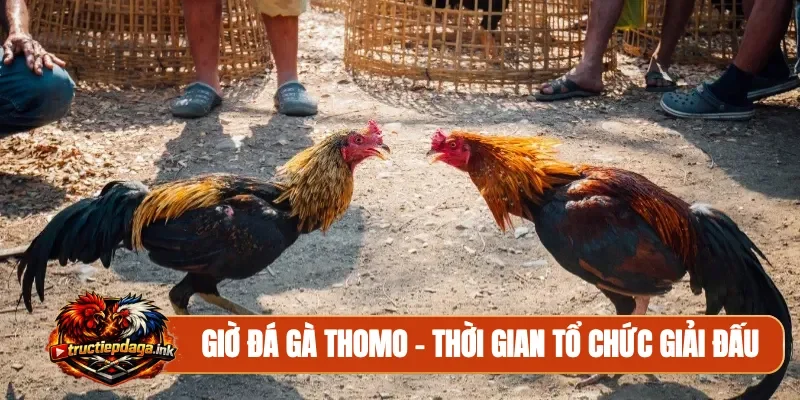 Giờ đá gà Thomo