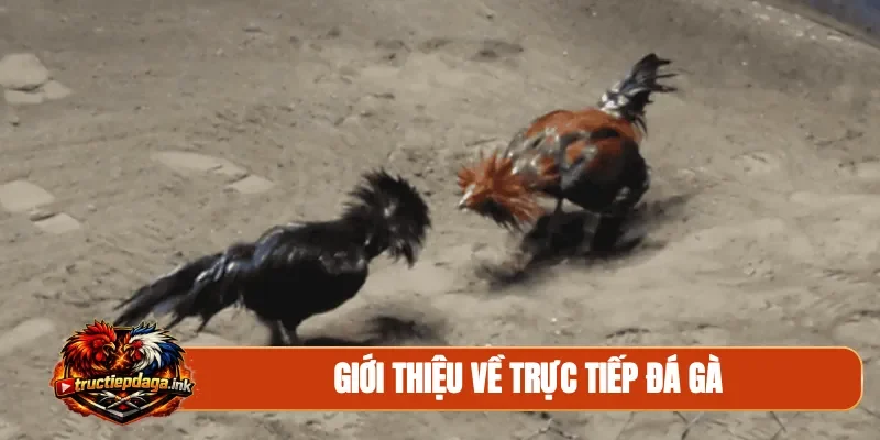 Giới thiệu về trực tiếp đá gà