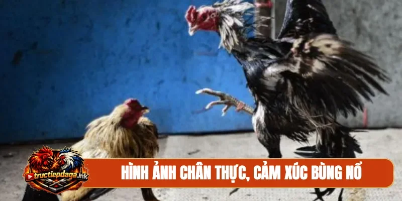 Hình ảnh chân thực, cảm xúc bùng nổ