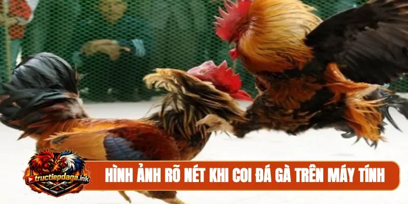 Hình ảnh rõ nét khi coi đá gà trên máy tính