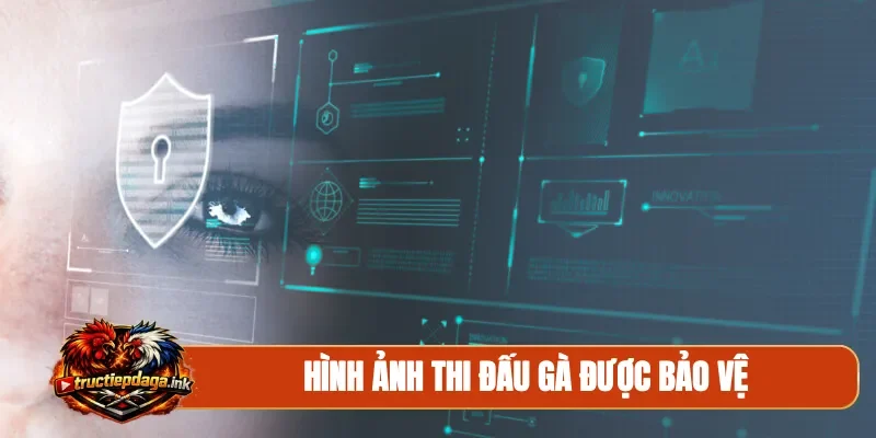 Hình ảnh thi đấu gà được bảo vệ