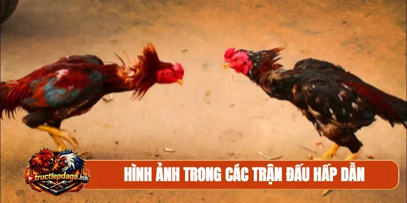 Hình ảnh trong các trận đấu hấp dẫn