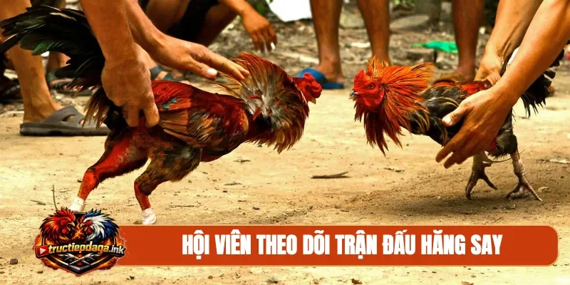 Hội viên theo dõi trận đấu hăng say