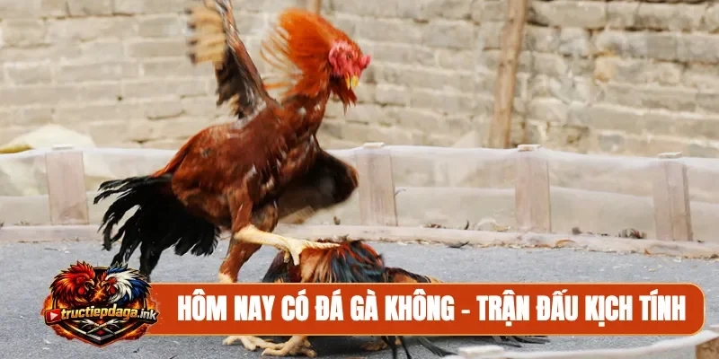 Hôm nay có đá gà không