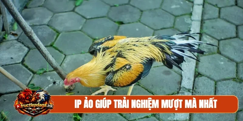 IP ảo giúp trải nghiệm mượt mà nhất