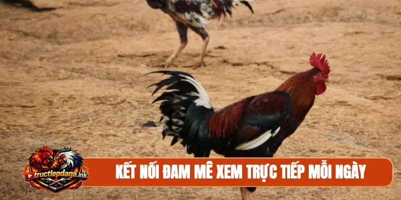 Kết nối đam mê xem trực tiếp mỗi ngày