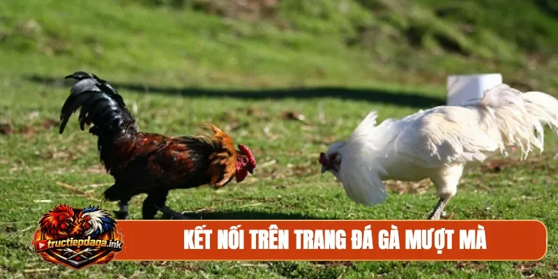 Kết nối trên trang đá gà mượt mà