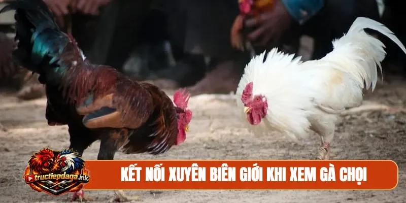 Kết nối xuyên biên giới khi xem gà chọi