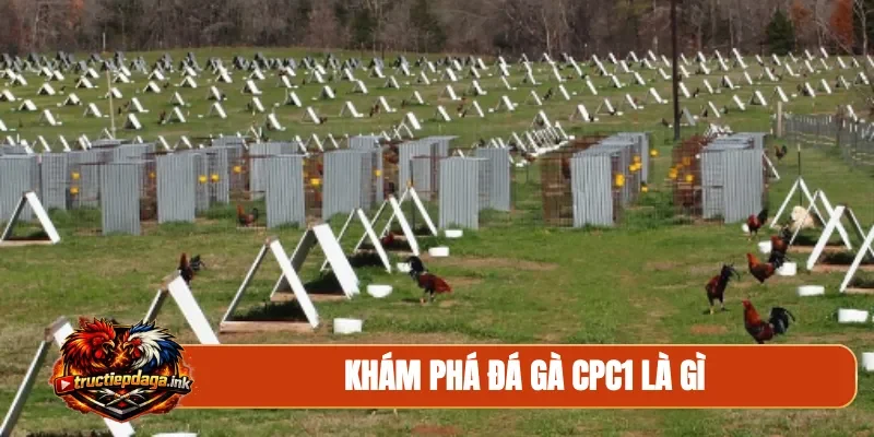 Khám phá đá gà CPC1 là gì