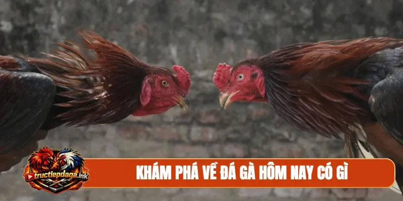 Khám phá về đá gà hôm nay có gì