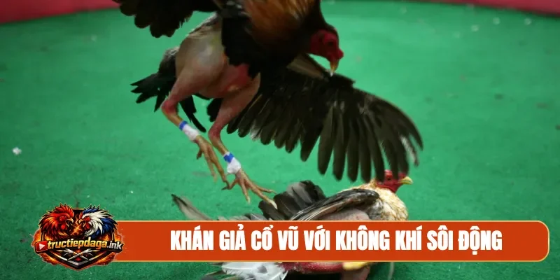 Khán giả cổ vũ với không khí sôi động