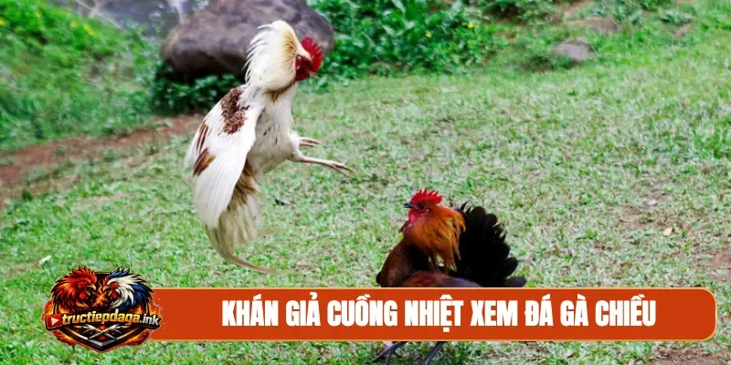 Khán giả cuồng nhiệt xem đá gà chiều