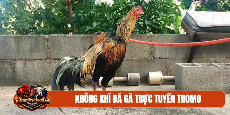 Không khí đá gà trực tuyến Thomo