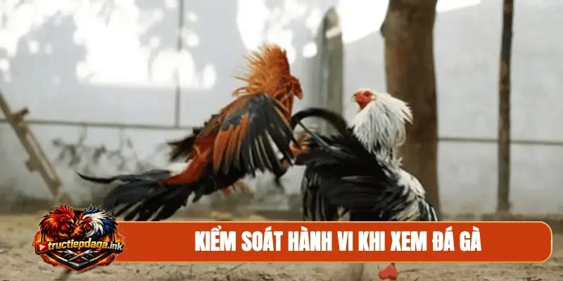 Kiểm soát hành vi khi xem đá gà