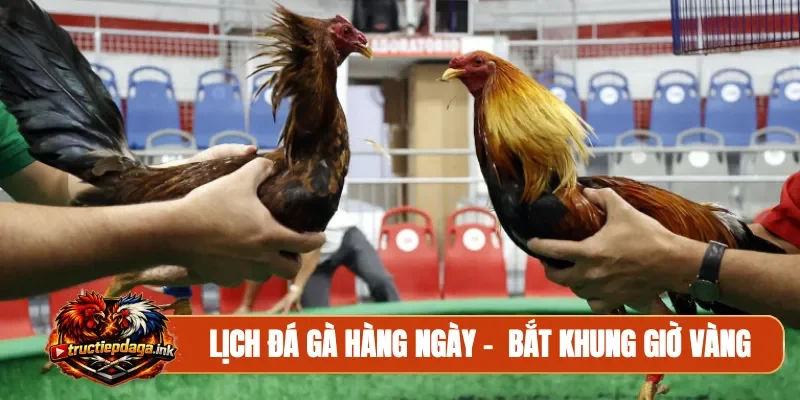 Lịch đá gà hàng ngày
