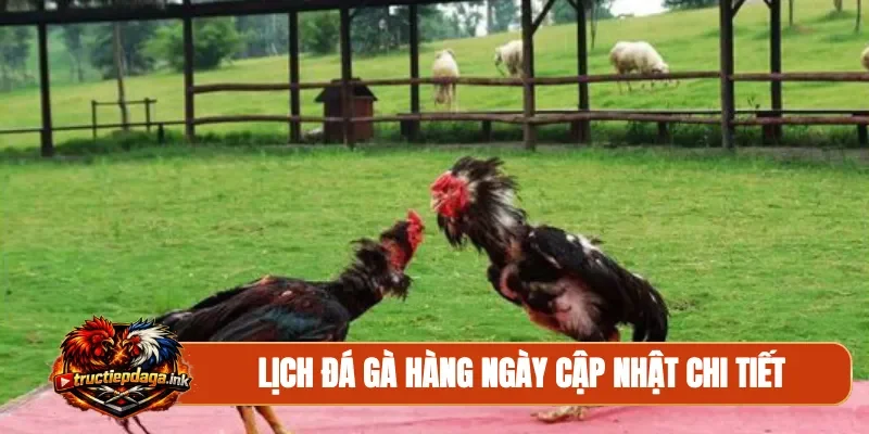 Lịch đá gà hàng ngày cập nhật chi tiết