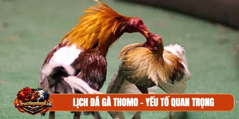 lịch đá gà thomo