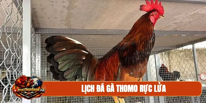 Lịch đá gà Thomo rực lửa
